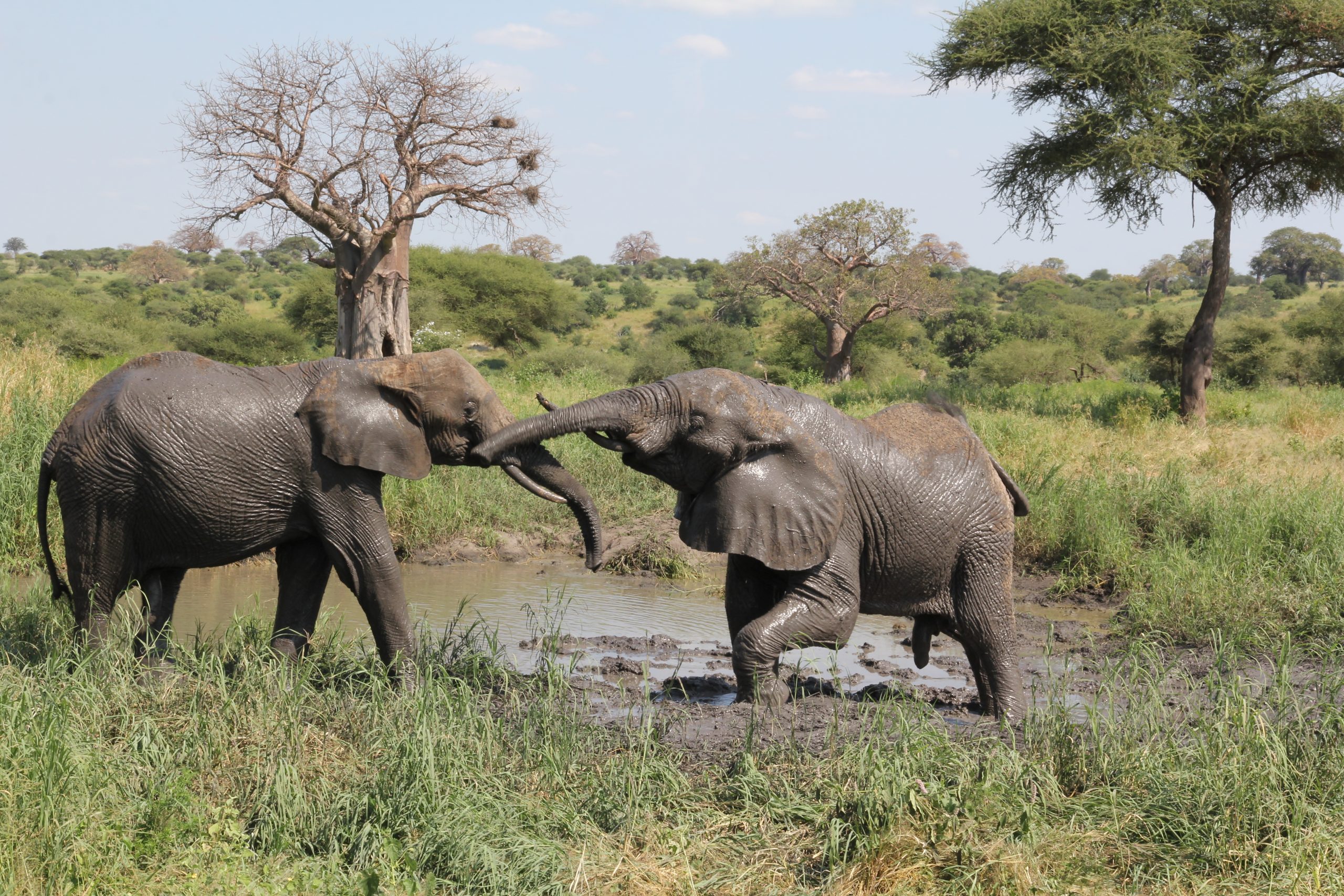 Parque de Tarangire, safari por Tarangire.